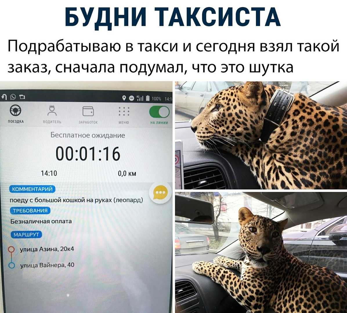 Яндекс такси в кошках
